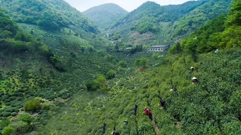 诸暨东白山龙门顶 寻石笕茶的文艺茶香秘境