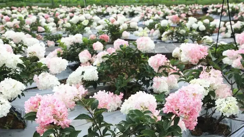 普者黑景区花仙谷景点繁花迎夏 解锁夏日赏景新体验