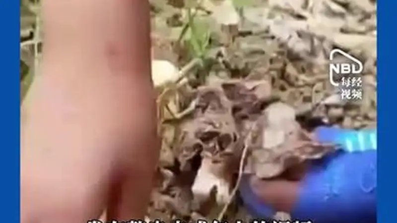 利用未成年人博眼球、赚流量！3岁女童吃播被喂到70斤 儿童被包装成情侣炒作……央视曝光网红儿童乱象