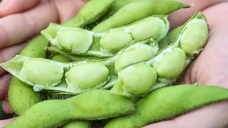 畅销全国，走向国际！福州人爱吃的解暑小食迎来丰收！