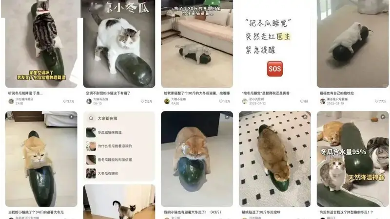 打算学博主给猫买“雷霆大冬瓜”，很遗憾，买回来之后你可能会失望……