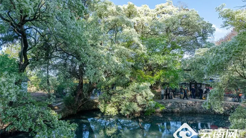滇村旅居 | 桑岭村：藏在剑湖之畔的盛夏清凉栖居地