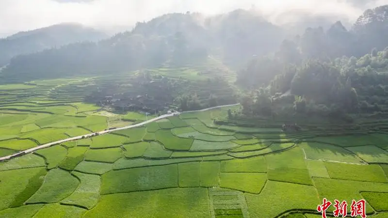 贵州从江：盛夏乡村田园美