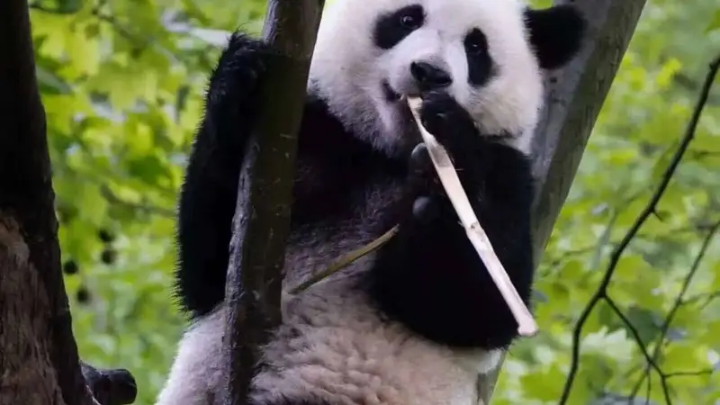 暑期遇“滚滚”，在都江堰赴一场熊猫之约