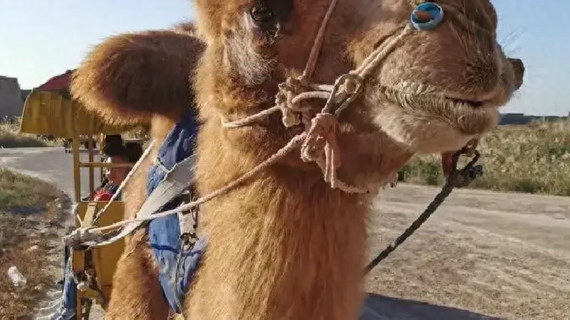 莫言：我爷爷那一代的酒徒，酒量之大现在看来简直是神话