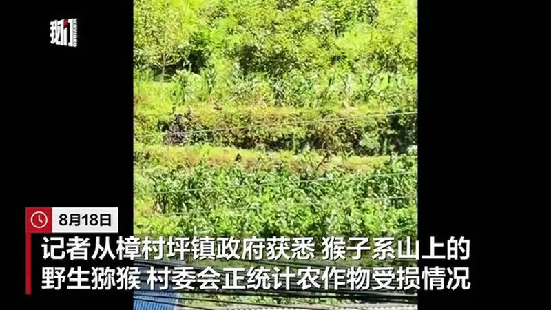 湖北宜昌猴群组团下山“打劫”玉米地，当地：正统计受损情况，若买保险可获赔