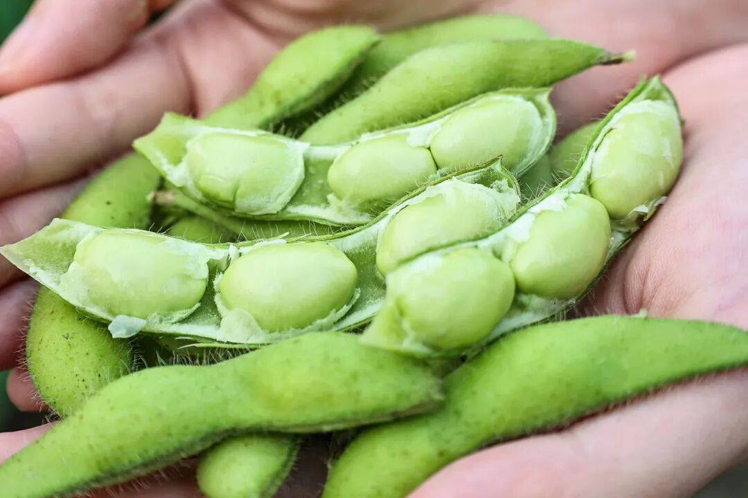 畅销全国，走向国际！福州人爱吃的解暑小食迎来丰收！