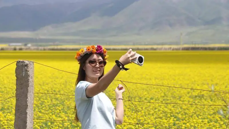 青海门源数十万亩油菜花次第盛放：壮阔金色花海