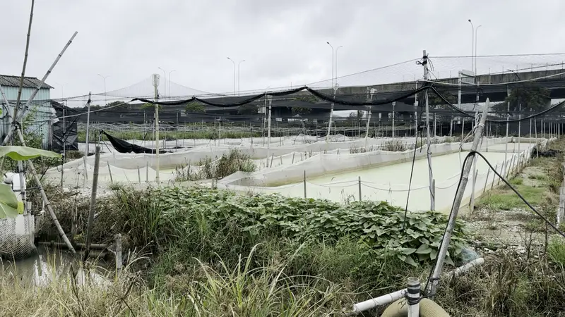古城蛙事隐忧：超标乱象缠上小城养殖链，药残问题拷问水产安全