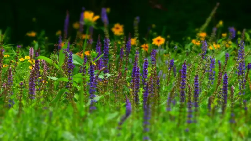 碧水繁花入夏来——南湖公园迎宾桥水域景观焕新绽放