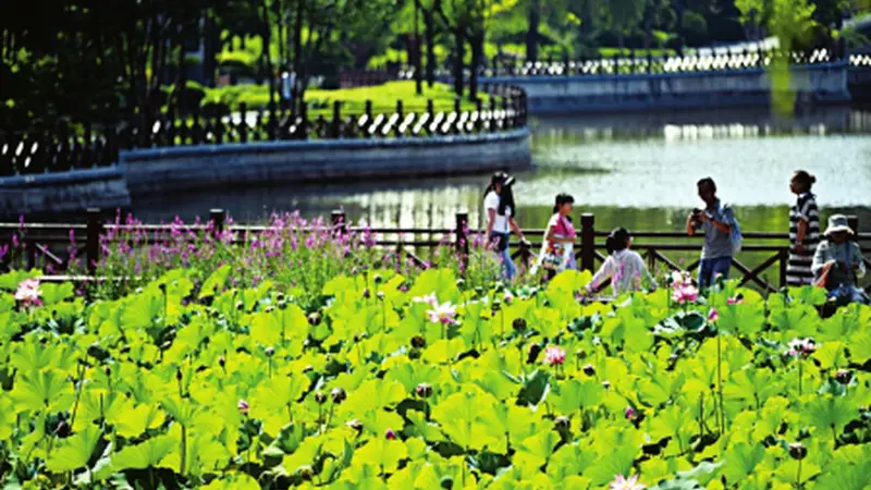 迎泽公园夏荷盛放 古城太原满溢文艺清韵