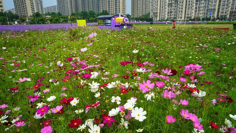 通州永顺紫蝶花境，解锁夏日休闲好去处