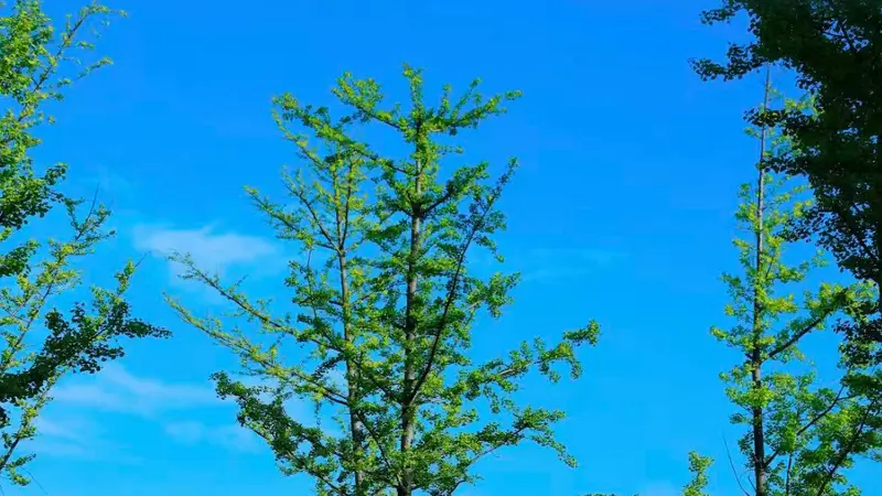知音湖北 发现美好|十大康养避暑胜地,解锁荆楚清凉慢生活