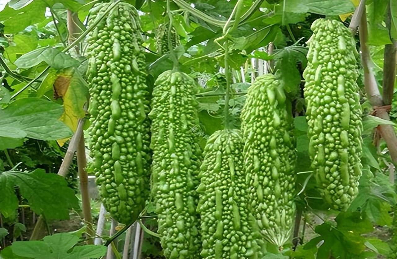 对肝特别好的“4种蔬菜”，入伏不妨多吃，清肝火疏肝气，乐过夏