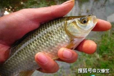 「汉慷宝」鲫鱼虽好，却不是所有人都可以吃