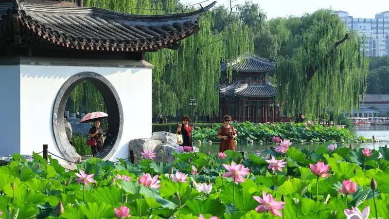 北京陶然亭公园荷花盛开：一夏清凉入画来
