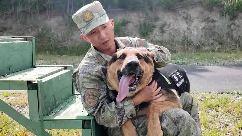 军犬跳早了，训导员心疼又无奈