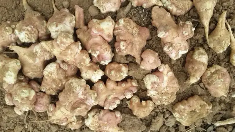 一味洋姜朴素生长清甜赴烟火