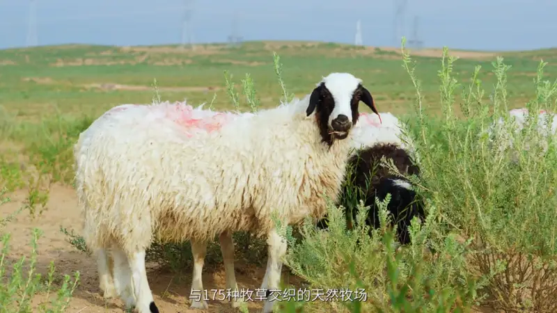 同样是羊肉，为何滩羊能碾压全网？终于懂了滩羊出圈的真正原因