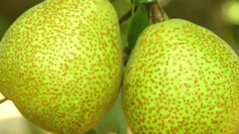 立秋食养｜润燥护津液完整攻略