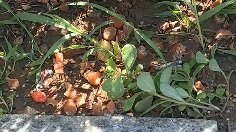事发星海广场！游客抛投食物喂海鸥，残渣污染绿化带