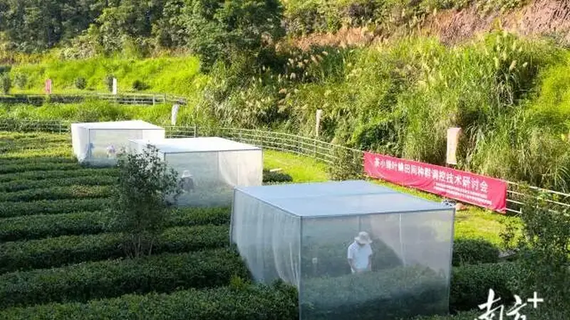 一片叶、一只蝉，一口“蜜香”引来一群博士｜视界