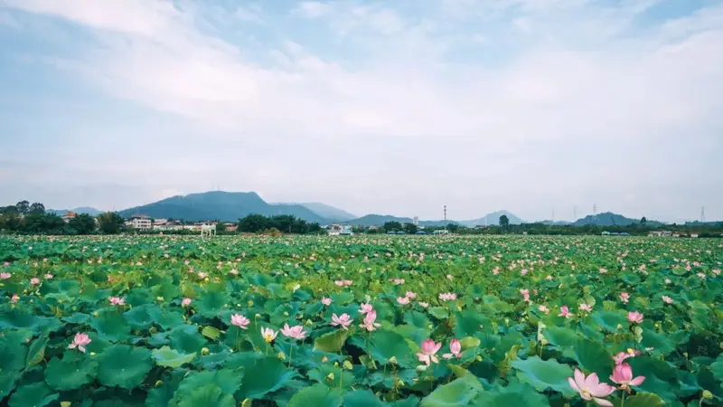 这个夏天，“荷”你相约！