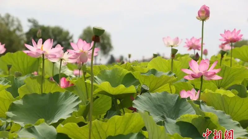 荷韵十载启鸣翠,国风市集燃夏热