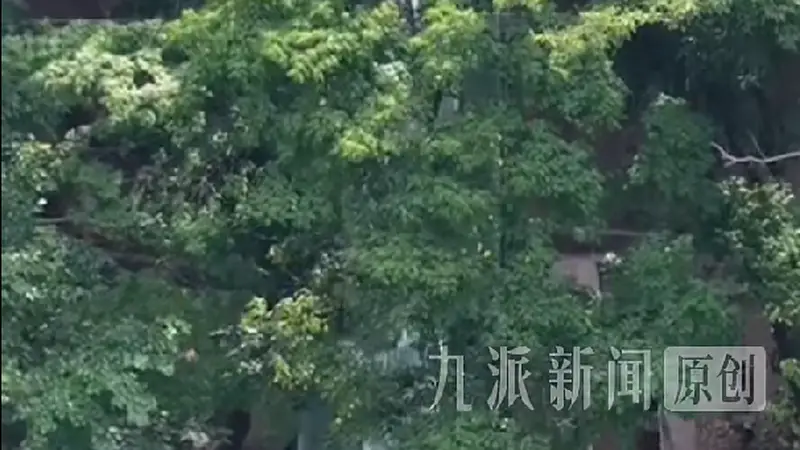 动物园回应设“360度观虎隧道”：能无遮挡、近距离看散养老虎，用的防弹玻璃，很安全