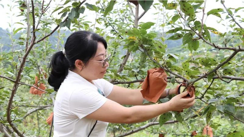 贵州独山百泉湖村夏日采摘节火热开启