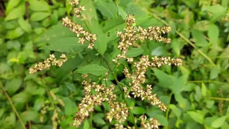 老杭州人的夏日仪式感：竹筒里盛着葫芦瓢舀的六月霜，藏着山边的旧时光