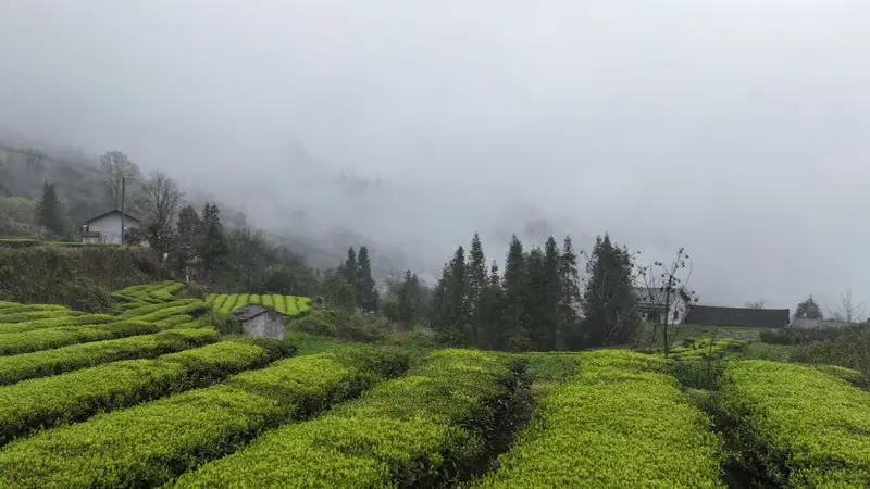 桑植白茶：一盏醇香里的山河岁月