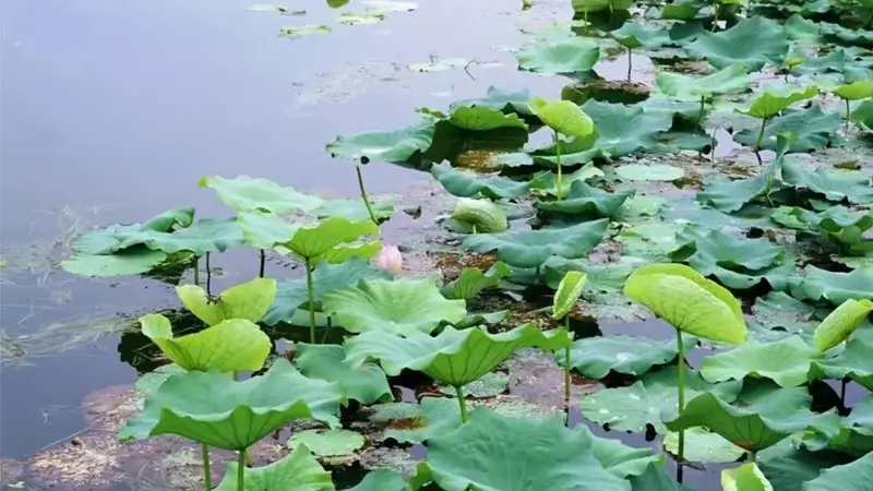 此刻姑苏|一汪碧荷铺展江南盛夏诗意