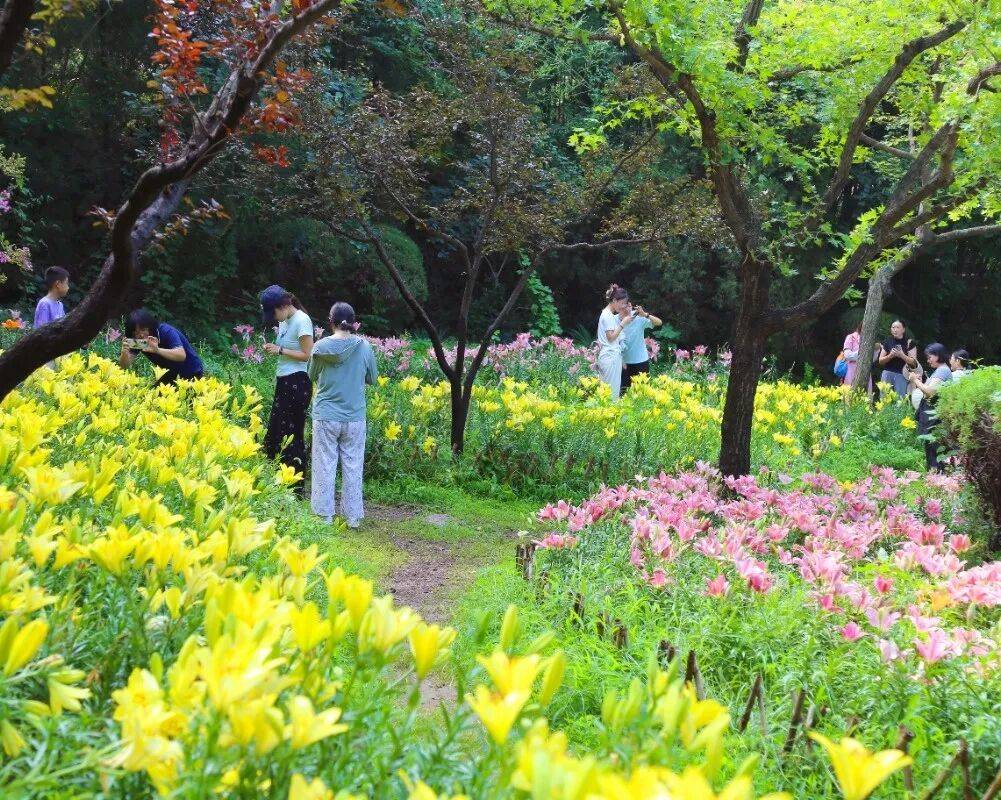 济南红叶谷景区30万余株百合花次第绽放