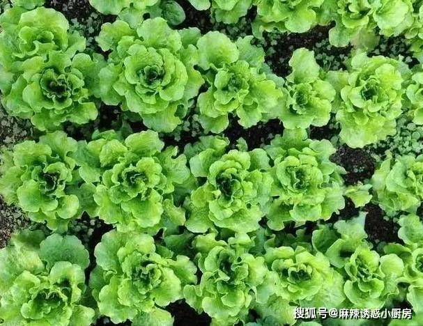 东北人民为什么个个长得壮实？吃过这道菜，你就明白了，太下饭了