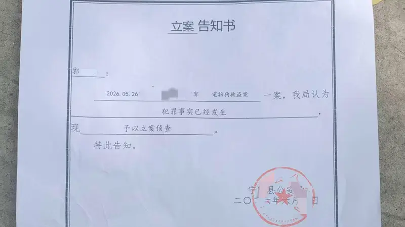网红边牧“锄头”被盗宰杀案移送审查起诉，主人拟提民事诉讼索赔