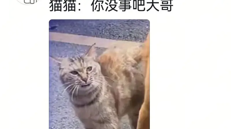狗咬死鸡后假装死,主人猛扇巴掌,网友:快送医院!