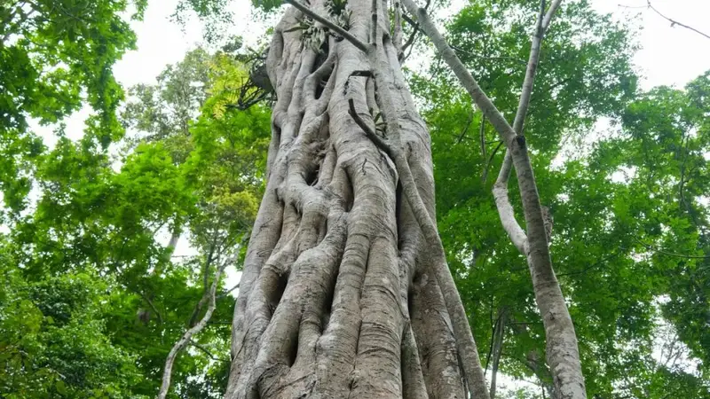 为何总被西双版纳热带雨林的神秘魅力所吸引