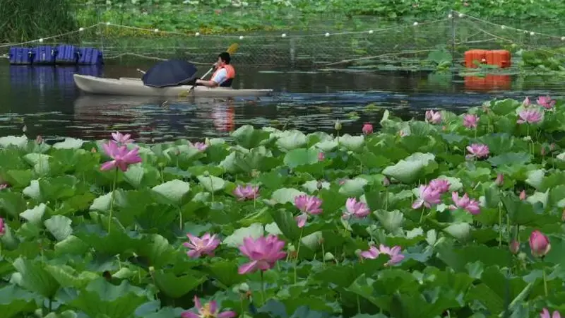 一池粉荷映碧波,龙潭西湖夏日赏荷正当时