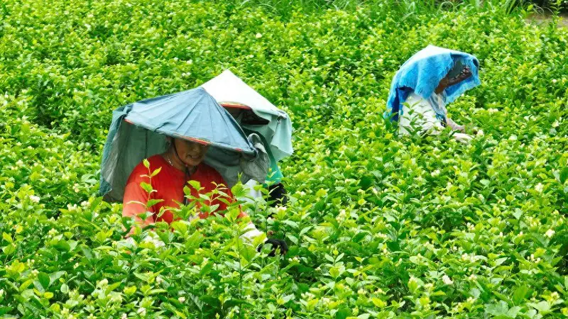 福州古坊巷间飘茉莉茶香 非遗窨制茶韵浸老城烟火