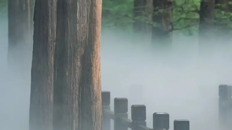 海淀消暑“仙气”图鉴：雾森、水杉与竹林的清凉秘境