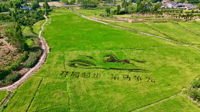 乐山沙湾峨眉藏着夏日治愈秘境 稻田花海禅茶园邂逅文艺慢时光