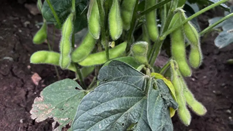中国4大高钾食物，出汗多的人，夏天要多吃，腿不软心不慌