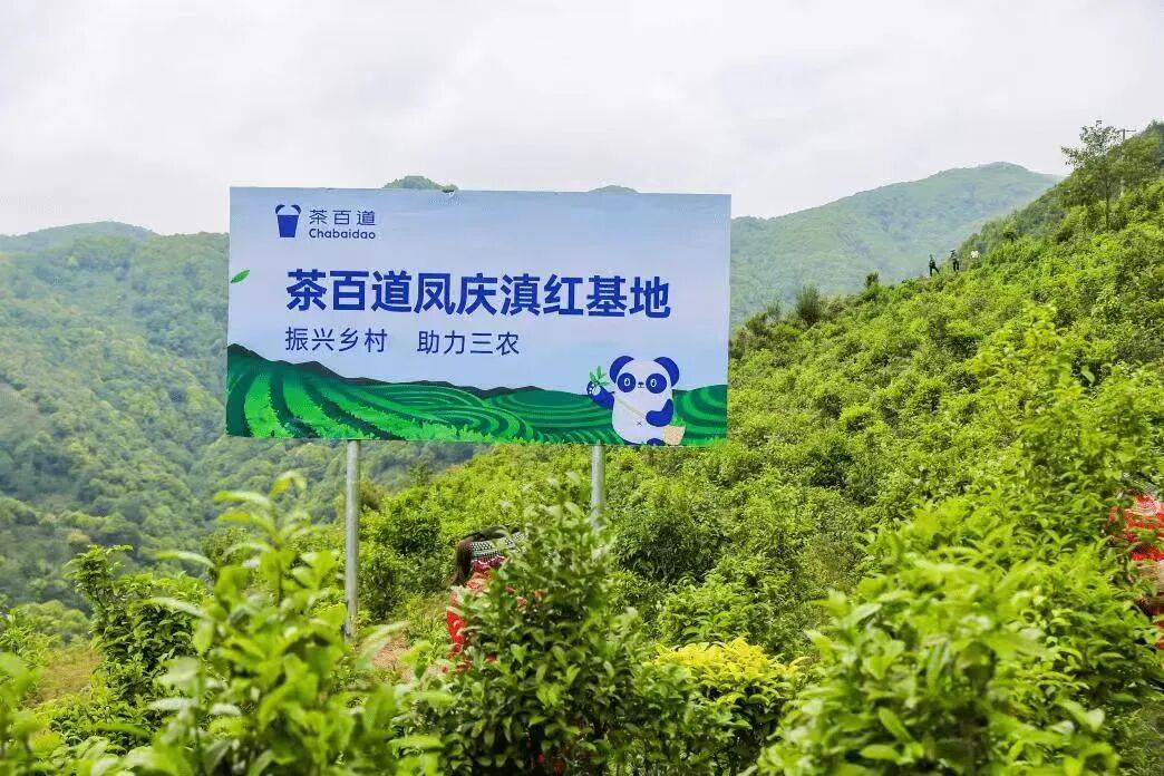 茶饮圈“冷”思考：新茶饮的生态换挡与供应链角力