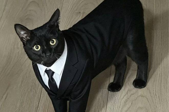 把黑猫养成“大黑猪”，网友争相晒“养猪”照，谁家没有呢？