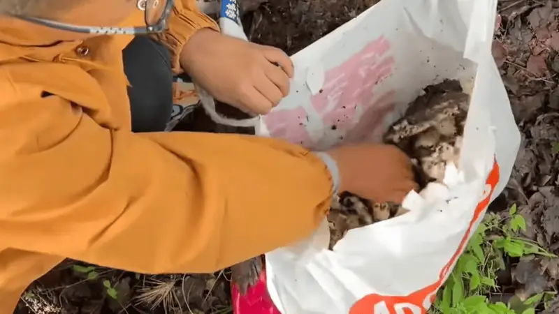 小孩哥无意采蘑菇救数人于毒菇之危