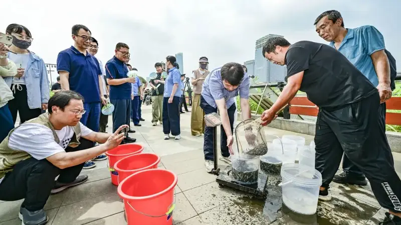 增殖放流修复北运河生态,以鱼净水灭蚊擦亮滨水游园底色