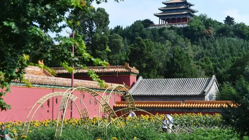 北京中轴线上 景山公园金黄向日葵与古建勾勒夏日文艺景致