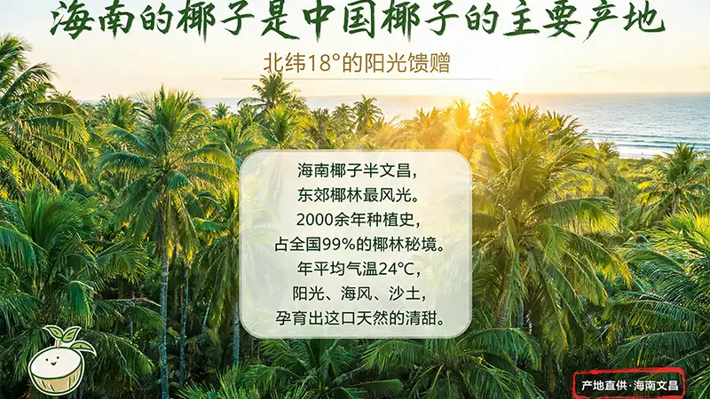 海南椰韵里的椰子水 古城文脉藏着关于它的知味密码