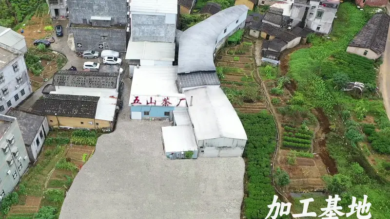 五山茶叶规模怎么样